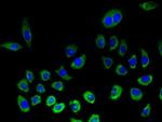 NKG2D Antibody in Immunocytochemistry (ICC/IF)