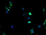 KPNA2 Antibody in Immunocytochemistry (ICC/IF)