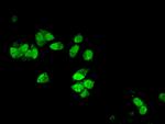 DYNLL1 Antibody in Immunocytochemistry (ICC/IF)