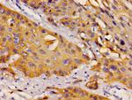 DYNLL1 Antibody in Immunohistochemistry (Paraffin) (IHC (P))