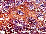 DYNLL1 Antibody in Immunohistochemistry (Paraffin) (IHC (P))