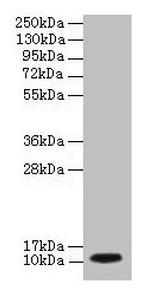 DYNLL1 Antibody in Western Blot (WB)