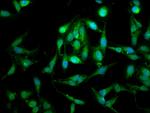 LETM1 Antibody in Immunocytochemistry (ICC/IF)