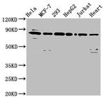 LETM1 Antibody in Western Blot (WB)