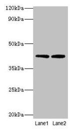 LIAS Antibody in Western Blot (WB)