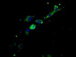 LIFR Antibody in Immunocytochemistry (ICC/IF)