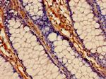 LIPA Antibody in Immunohistochemistry (Paraffin) (IHC (P))