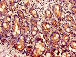 LIPA Antibody in Immunohistochemistry (Paraffin) (IHC (P))