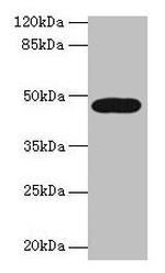 LIPA Antibody in Western Blot (WB)