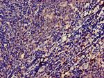 LPXN Antibody in Immunohistochemistry (Paraffin) (IHC (P))