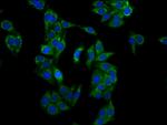 LRP130 Antibody in Immunocytochemistry (ICC/IF)