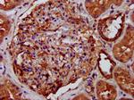 LRP130 Antibody in Immunohistochemistry (Paraffin) (IHC (P))