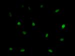 LSM11 Antibody in Immunocytochemistry (ICC/IF)