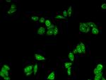 TIP47 Antibody in Immunocytochemistry (ICC/IF)