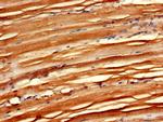 EMP Antibody in Immunohistochemistry (Paraffin) (IHC (P))