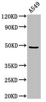 MAZ Antibody in Western Blot (WB)