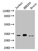 MBD3 Antibody in Western Blot (WB)