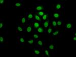 MCM4 Antibody in Immunocytochemistry (ICC/IF)