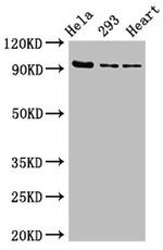 MCM4 Antibody in Western Blot (WB)