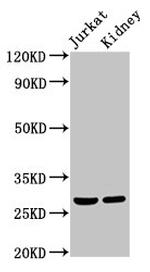 MSX2 Antibody in Western Blot (WB)