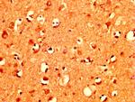 MZF1 Antibody in Immunohistochemistry (Paraffin) (IHC (P))