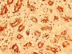 MZF1 Antibody in Immunohistochemistry (Paraffin) (IHC (P))