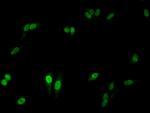 NCF2 Antibody in Immunocytochemistry (ICC/IF)