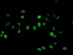 RPA2 Antibody in Immunocytochemistry (ICC/IF)