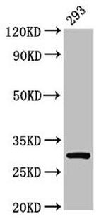 RPA2 Antibody in Western Blot (WB)