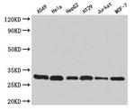 RPA2 Antibody in Western Blot (WB)