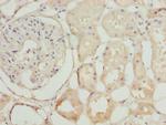 NEK3 Antibody in Immunohistochemistry (Paraffin) (IHC (P))