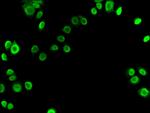 Ku70 Antibody in Immunocytochemistry (ICC/IF)