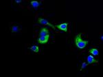 NuMA Antibody in Immunocytochemistry (ICC/IF)