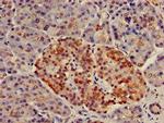 NUP107 Antibody in Immunohistochemistry (Paraffin) (IHC (P))