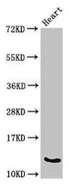 Oncomodulin Antibody in Western Blot (WB)