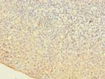 OGG1 Antibody in Immunohistochemistry (Paraffin) (IHC (P))