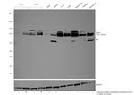 OPA1 Antibody in Western Blot (WB)