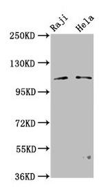 PACS1 Antibody in Western Blot (WB)