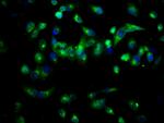 PAM Antibody in Immunocytochemistry (ICC/IF)