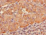 PDE2A Antibody in Immunohistochemistry (Paraffin) (IHC (P))