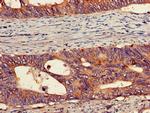 PEPD Antibody in Immunohistochemistry (Paraffin) (IHC (P))