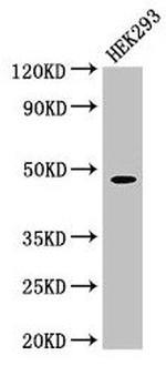 PEPD Antibody in Western Blot (WB)