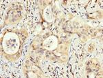 PEX5 Antibody in Immunohistochemistry (Paraffin) (IHC (P))