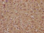 PLA2G4B Antibody in Immunohistochemistry (Paraffin) (IHC (P))