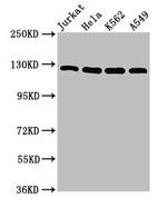 POLD1 Antibody in Western Blot (WB)