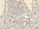 PPAP2C Antibody in Immunohistochemistry (Paraffin) (IHC (P))