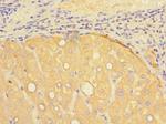 Presenilin 1 Antibody in Immunohistochemistry (Paraffin) (IHC (P))