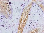 Presenilin 1 Antibody in Immunohistochemistry (Paraffin) (IHC (P))