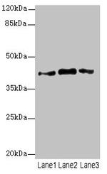 PTGES2 Antibody in Western Blot (WB)