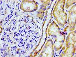 PTGR2 Antibody in Immunohistochemistry (Paraffin) (IHC (P))